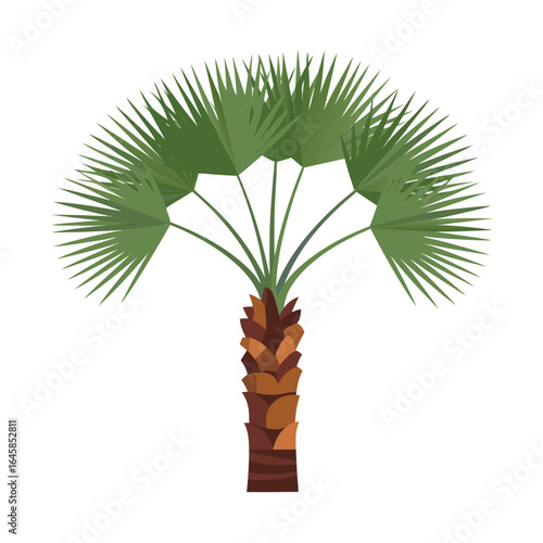 Single Tropical Sabal Palm Tree with Palmate Green Leaves and Brown Trunk Isolated