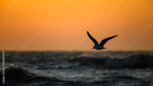 Sonnenuntergang mit Möwe
