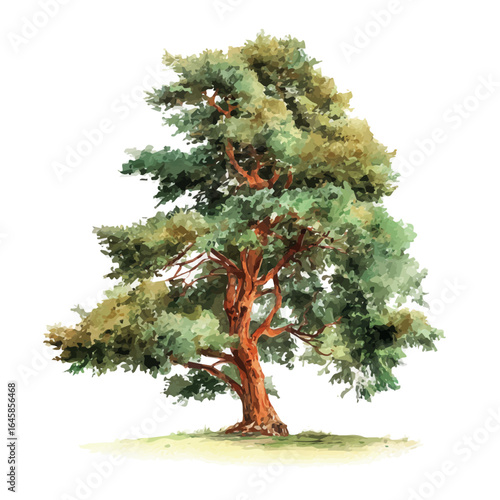 Cedar Tree in watercolor style, vector illustration, isolated on white background.