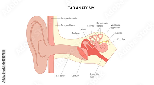 Human ear exam