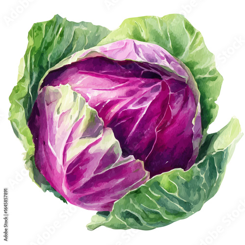 A watercolor painting of Cabbage, vector illustration on white background.