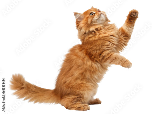 Fluffy Persian cat with orange fur playing and reaching up with its paw showing lively and curious behavior in bright setting