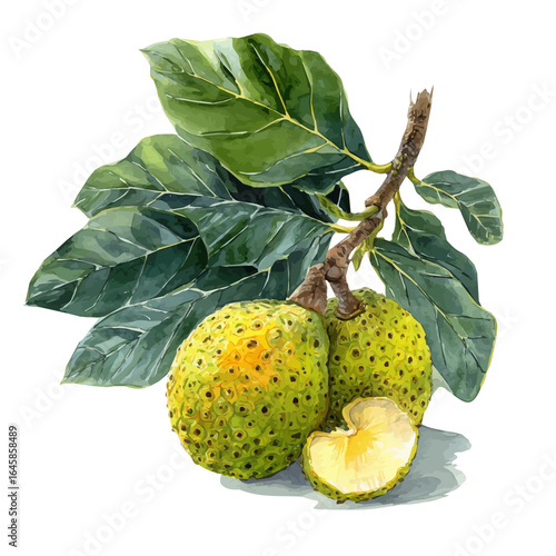 A watercolor painting of Breadfruit, vector illustration on white background.