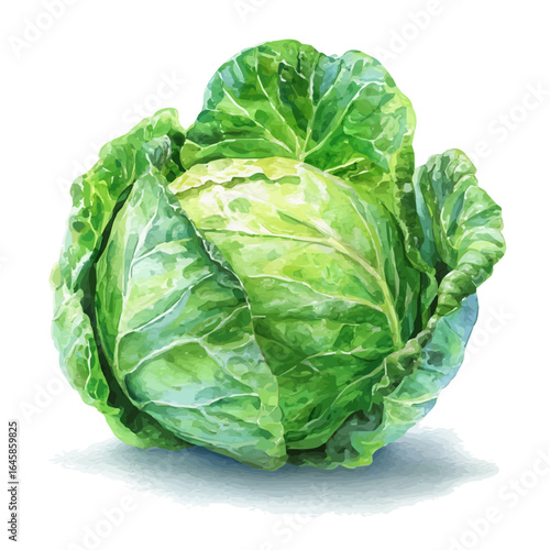 A watercolor painting of Cabbage, vector illustration on white background.