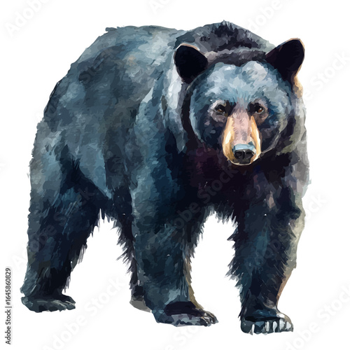 Black Bear, watercolor painting, vector illustration, isolated on a white background.