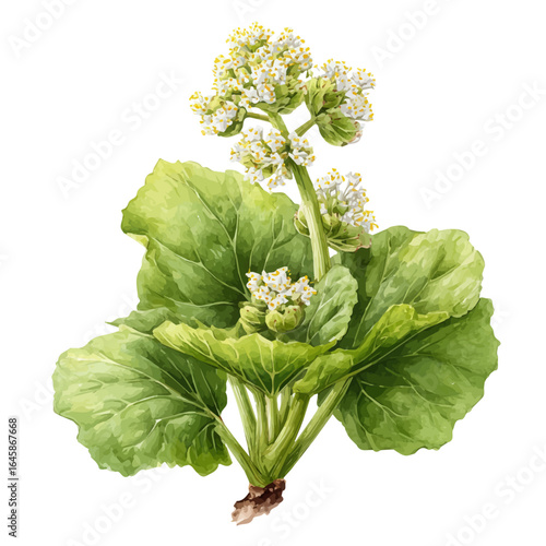 A watercolor painting of Butterbur, vector illustration on white background.