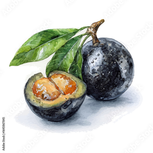 A watercolor painting of Black Sapote, vector illustration on white background.