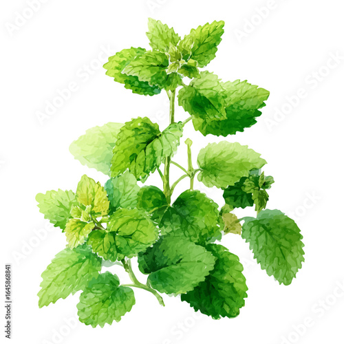 Catnip in watercolor style, vector illustration, isolated on white background.