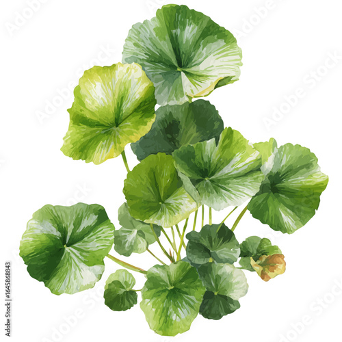 A watercolor painting of Water Fern, vector illustration on white background.