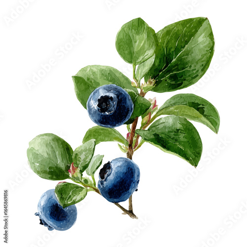 Watercolor vector illustration of Bilberry, isolated on white background.