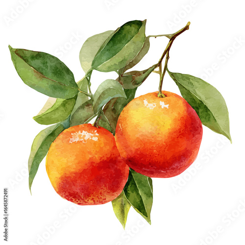A watercolor painting of Bitter Orange, vector illustration on white background.