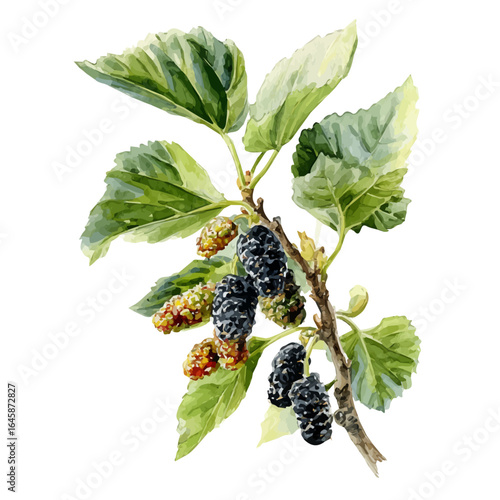 Black Mulberry in watercolor style, vector illustration, isolated on white background.