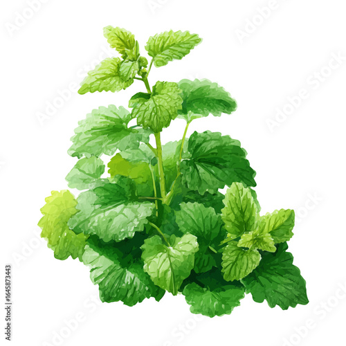 Catnip, watercolor painting, vector illustration, isolated on a white background.