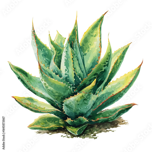 Century Plant, watercolor painting, vector illustration, isolated on a white background.