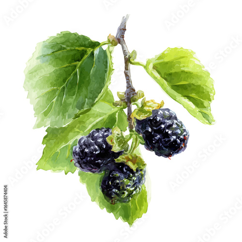Black Mulberry, watercolor painting, vector illustration, isolated on a white background.