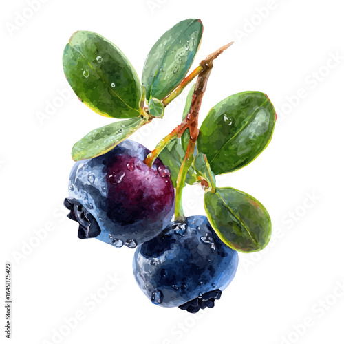 Bilberry, watercolor painting, vector illustration, isolated on a white background.