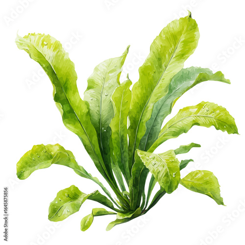 Watercolor vector illustration of Birds Nest Fern, isolated on white background.