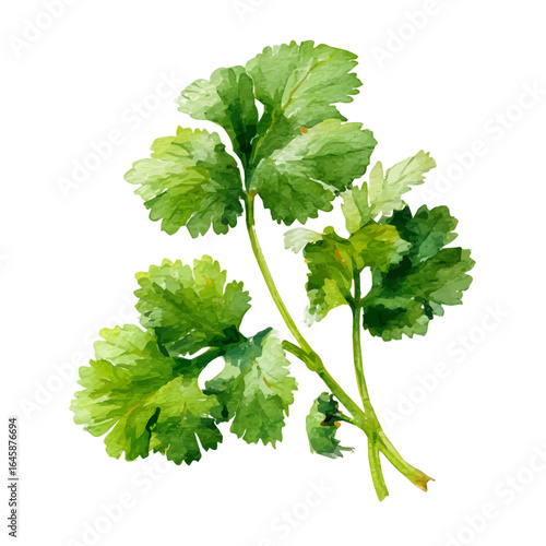 Watercolor vector illustration of Cilantro, isolated on white background.