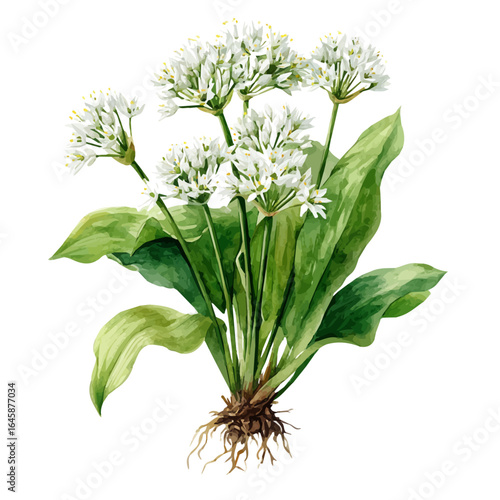 Wild Garlic, watercolor painting, vector illustration, isolated on a white background.