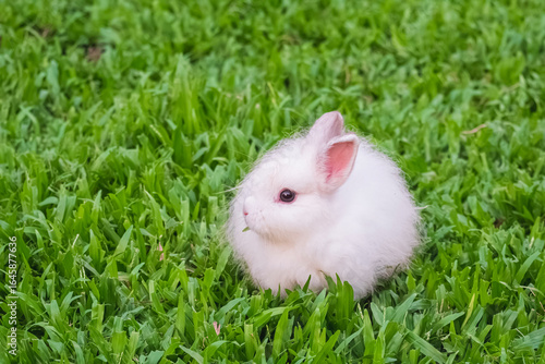 Little white Jersey Wooly baby rabbit is eating grass on green lawn in a farm