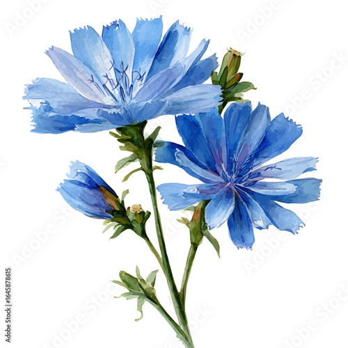 Chicory in watercolor style, vector illustration, isolated on white background.