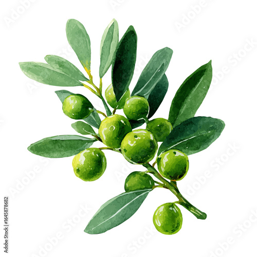 Wallpaper Mural A watercolor painting of Christmas Mistletoe, vector illustration on white background. Torontodigital.ca