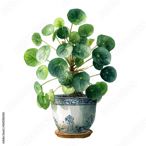 Watercolor vector illustration of Chinese Money Plant, isolated on white background.