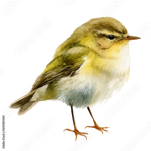 A watercolor painting of Chiffchaff, vector illustration on white background.