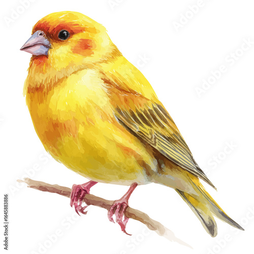 Canary in watercolor style, vector illustration, isolated on white background.