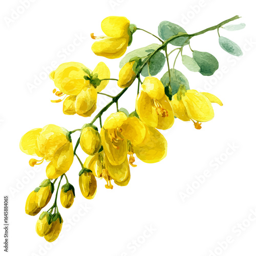 A watercolor painting of Cassia, vector illustration on white background.