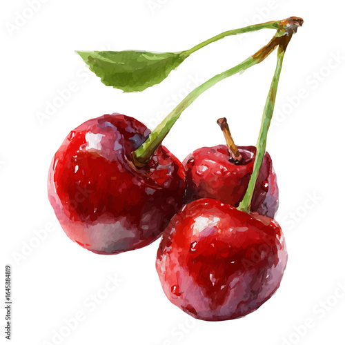 A watercolor painting of Cherry, vector illustration on white background.