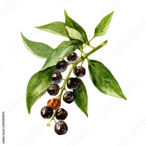 A watercolor painting of Black Pepper, vector illustration on white background.
