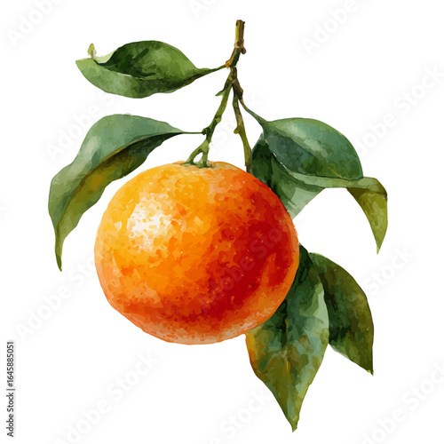 Bitter Orange, watercolor painting, vector illustration, isolated on a white background.
