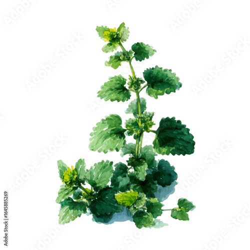 Catnip in watercolor style, vector illustration, isolated on white background.