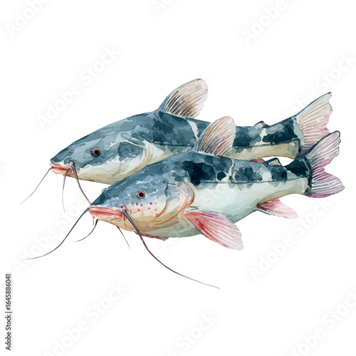 Catfish With Barbels in watercolor style, vector illustration, isolated on white background.
