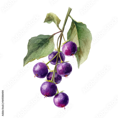 Chasteberry in watercolor style, vector illustration, isolated on white background.