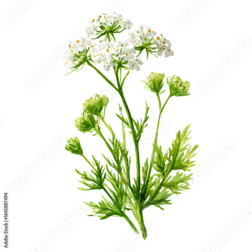 Watercolor vector illustration of Caraway, isolated on white background.