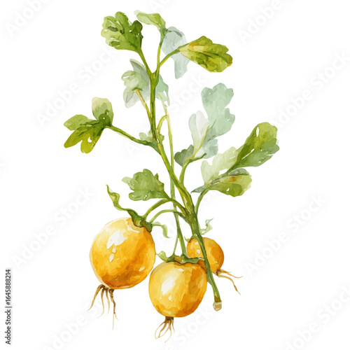 Chickpea Plant, watercolor painting, vector illustration, isolated on a white background.