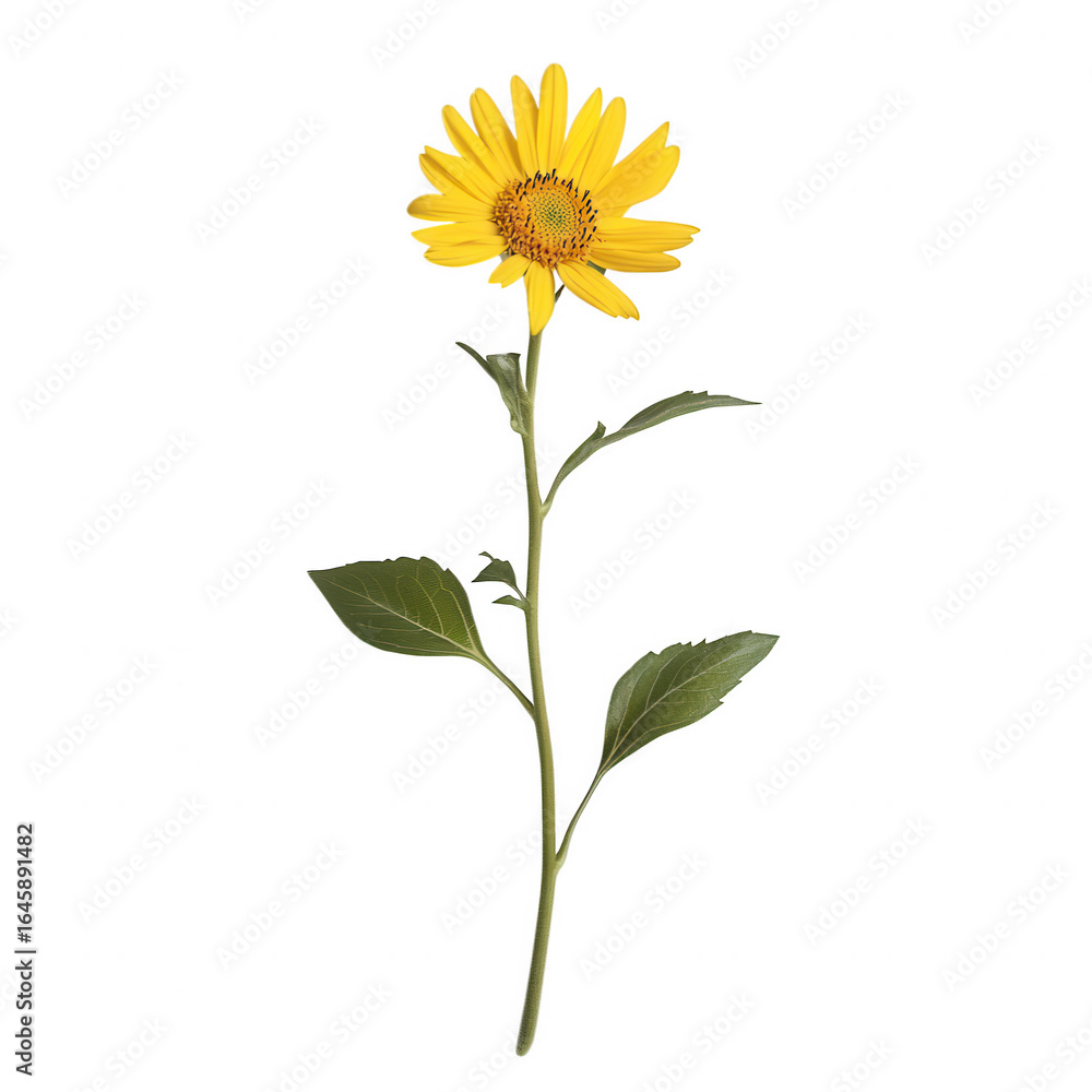 Fototapeta premium A single yellow sunflower with green leaves, isolated on transparent background
