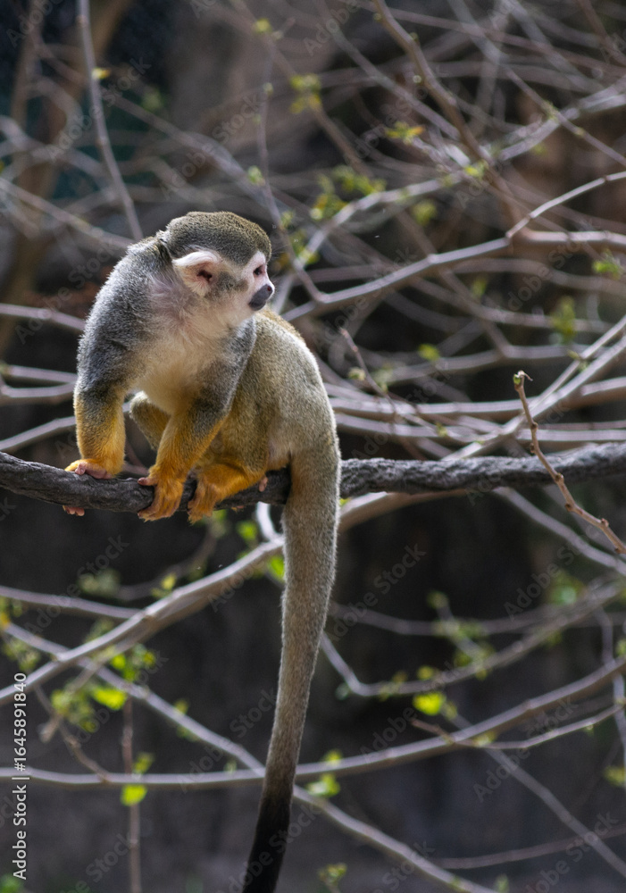 Fototapeta premium Squirrel Monkey