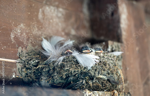 Wallpaper Mural Barn swallow Nest with chicks under wooden roof, close-up. Torontodigital.ca
