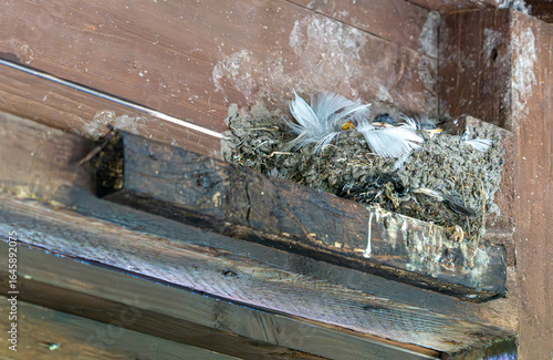 Wallpaper Mural Barn swallow Nest with chicks under wooden roof, close-up. Torontodigital.ca