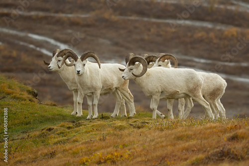 Dall Sheep taken in Denali National Park in Alaska.