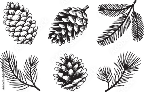 Hand Drawn Pine Cones and Branches - Botanical Vector Set