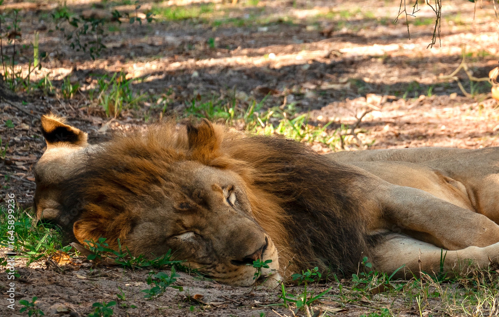 Naklejka premium Lion Resting 