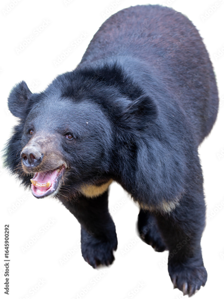 Fototapeta premium A stunning portrait of a wild brown bear with thick fur, isolated on a stark black background