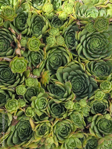 green flowers plants on a flower bed in the garden