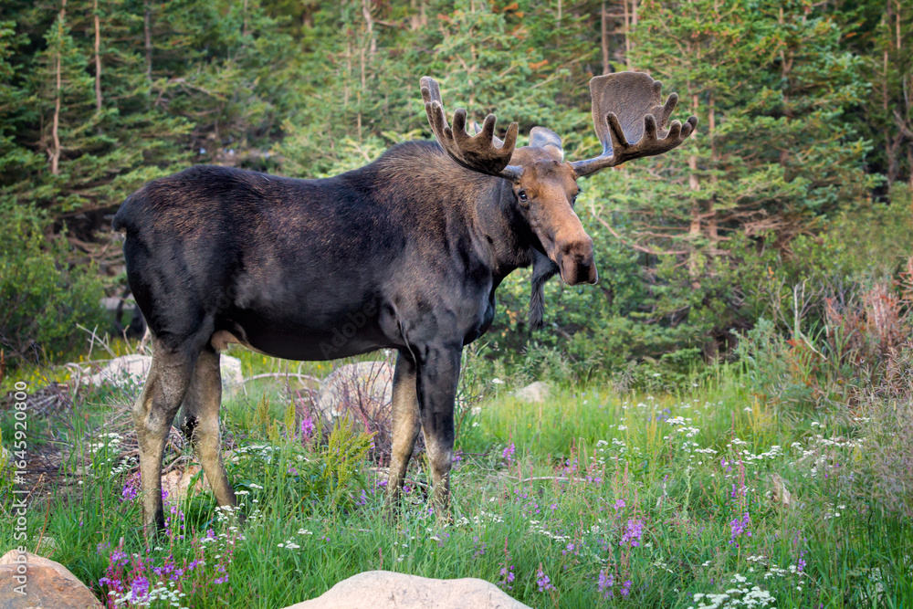 Fototapeta premium Moose in flowers taken in central Colorado.