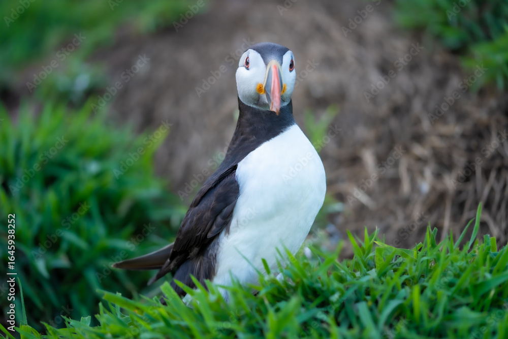 Naklejka premium Close-up portrait of an Atlantic puffin (Fratercula arctica) with bright orange beak, standing in green grass during summer breeding season, detailed wildlife photograph