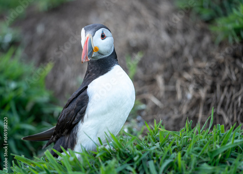 Wallpaper Mural Close-up portrait of an Atlantic puffin (Fratercula arctica) with bright orange beak, standing in green grass during summer breeding season, detailed wildlife photograph Torontodigital.ca